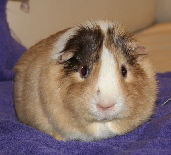 fat