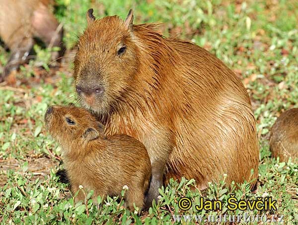 capivara--kapybara-7