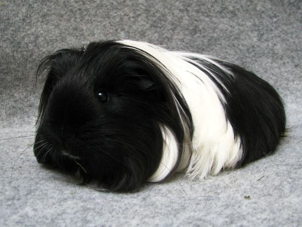 eltie