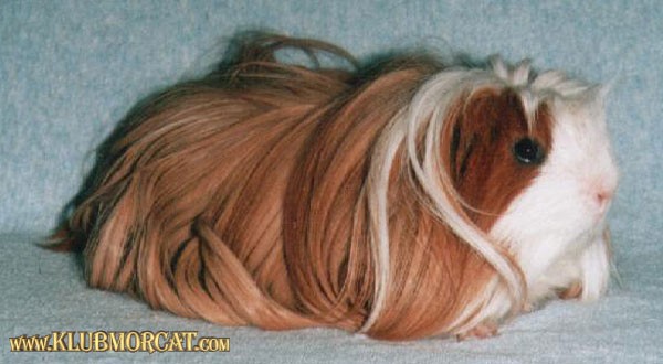 angora