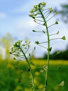 kokoka
