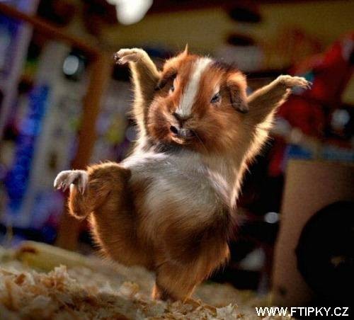 kung_fu_morce
